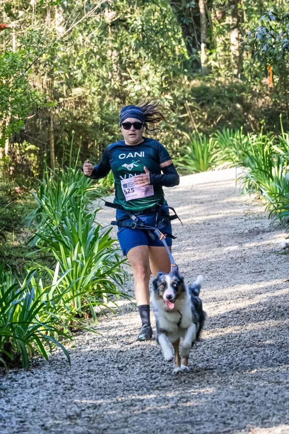 Cão equipado para a corrida