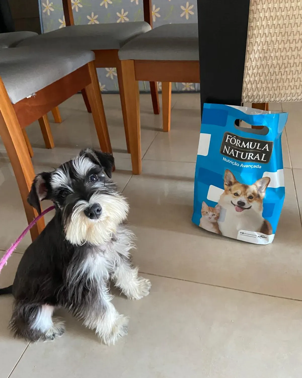 Treino com uso de petiscos como recompensa