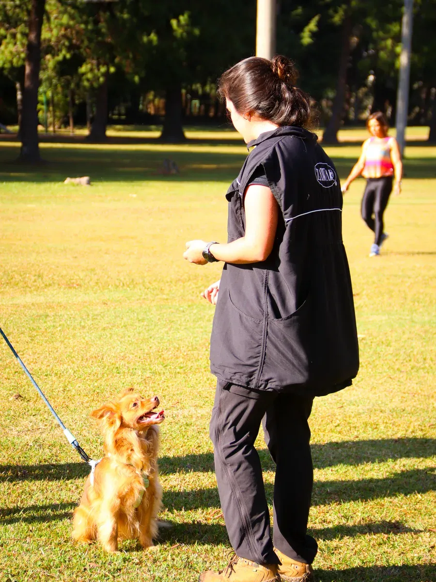 Cão atento à condução durante um exercício de foco